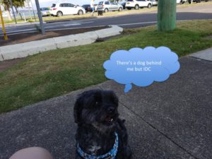 counterconditioning-halo